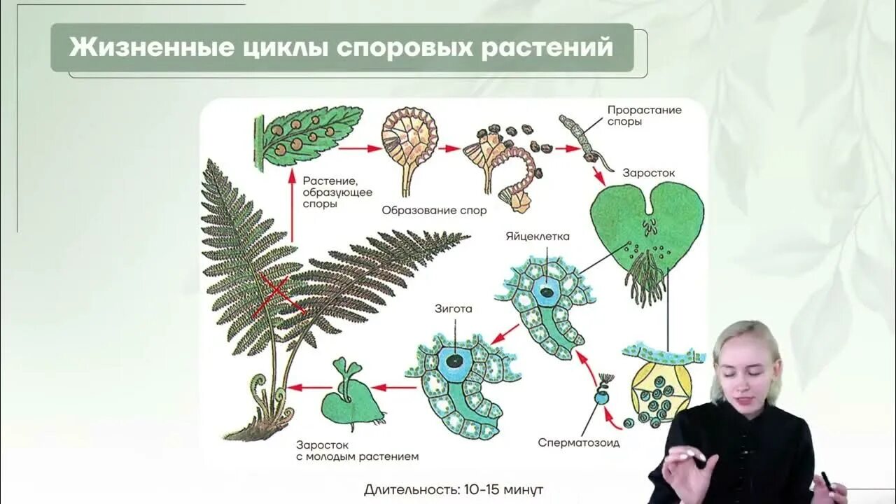 Жизненные циклы высших споровых. Цикл развития споровых растений. Жизненный цикл споровых растений схема. Цикл развития споровых растений ЕГЭ. Размножение споровых растений.