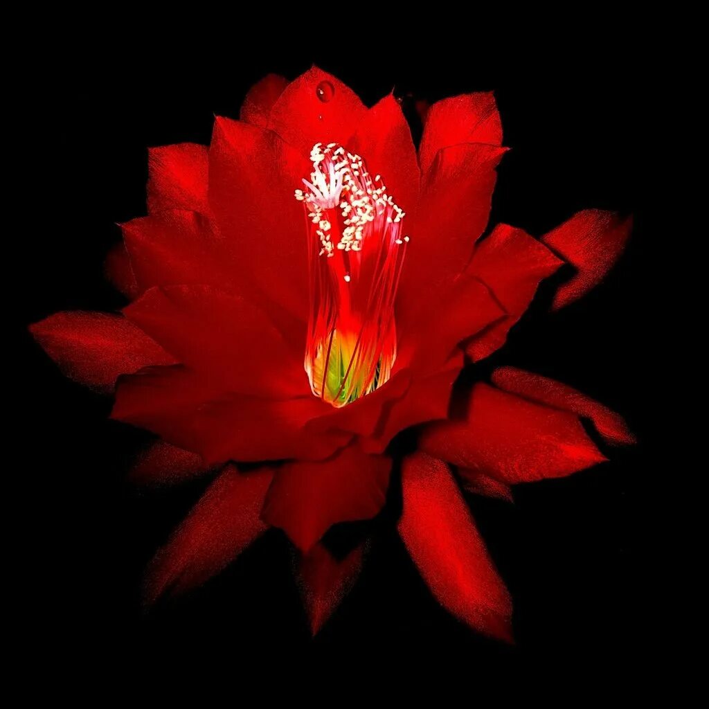 Спи цветочек аленький. Аленький цветочек (scarlet floret). аленький цветочек аленький цветок. мак аленький цветочек. красный цветок.