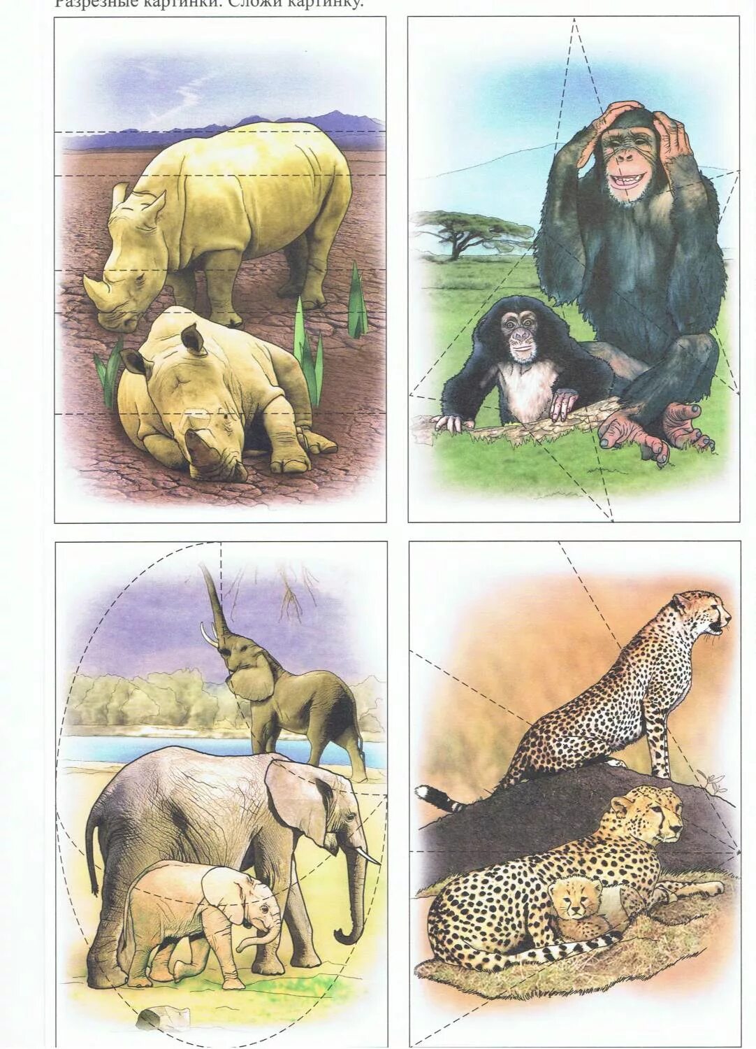 животные тёплых стран. грамматика в играх и картинках животные жарких стран. животные жарких стран для дошкольников дидактические игры. дидактическая игра животные жарких. дидактическая игра животные жарких.