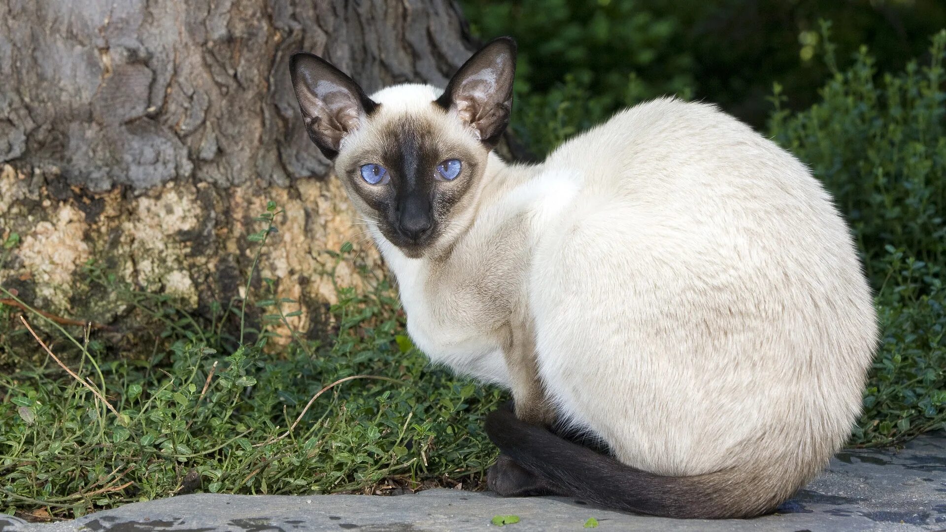 Сиамская Ориентальная кошка. Балинезийская кошка Ориентал. Египетский сиамский кот. Сейшельский ориентальный кот. Сиамская кошка длинная