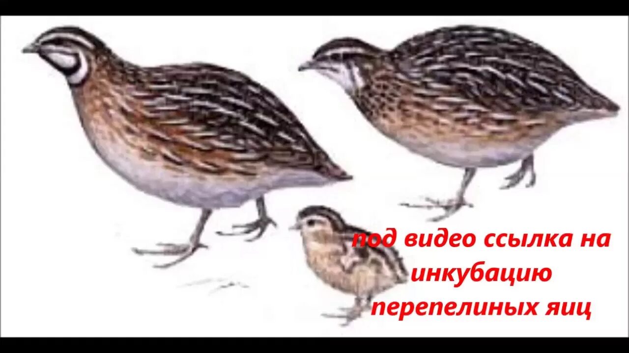 Перепел тимошка. Внешний вид перепела рисунок. перепела семья. перепелка ребенок. перепел картинка для детей.