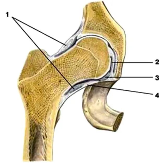 Тип соединение бедренной кости. Связка головки бедренной кости анатомия. Головка тазобедренного сустава анатомия. Тазобедренный сустав анатомия Синельников. Тазобедренный сустав и бедренная кость.