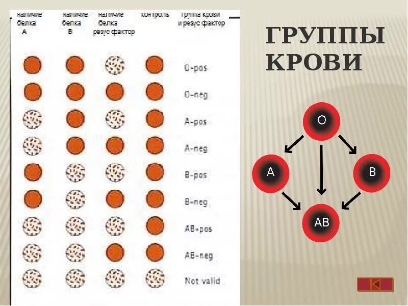 Схема группы крови резус-фактор. Схема групп крови и резус фактора у человека. Группа крови с 0 резус фактором. Группа крови и резус факто. Резус фактор б