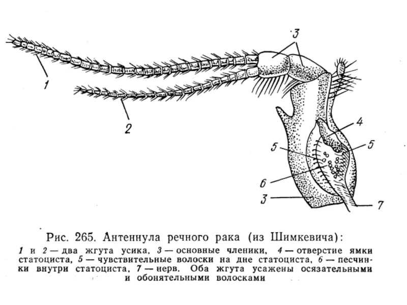 Статоцисты это