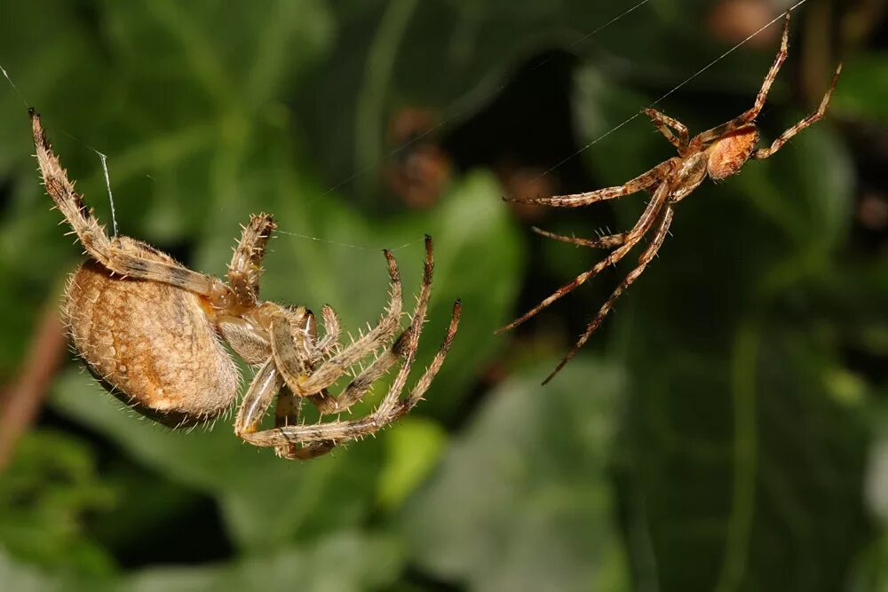 Spider 10. каракурт паук. велосипед паук купить. Solifugae anatomy. тарантул каракурт птицеед.