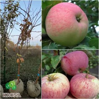 На какой год плодоносит яблоня мельба