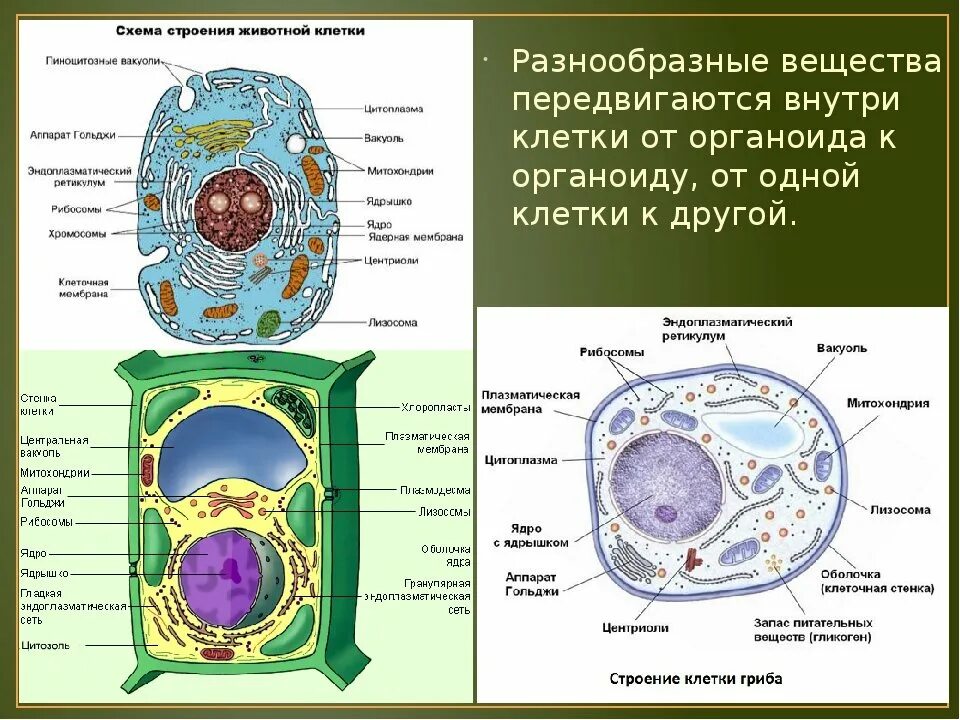 Как отличить клетки. Строение клеток растений животных грибов и бактерий. Строение растительной грибной и бактериальной клетки. Растительная животная и грибная клетка. Строение растительной животной и грибной клетки.