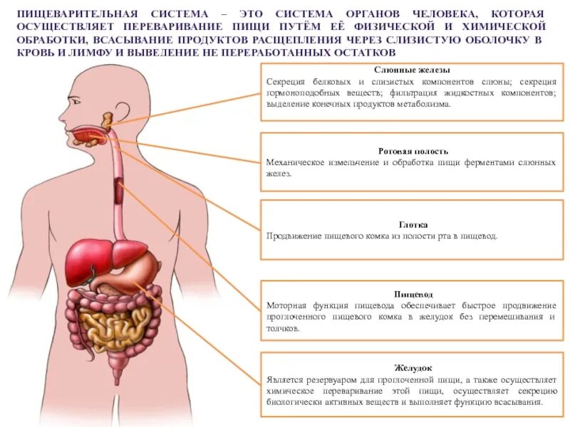 Основные органы пищеварительной системы человека. Си тема органов человека. Систамаорганов человека. Системы органов человека и их функции.