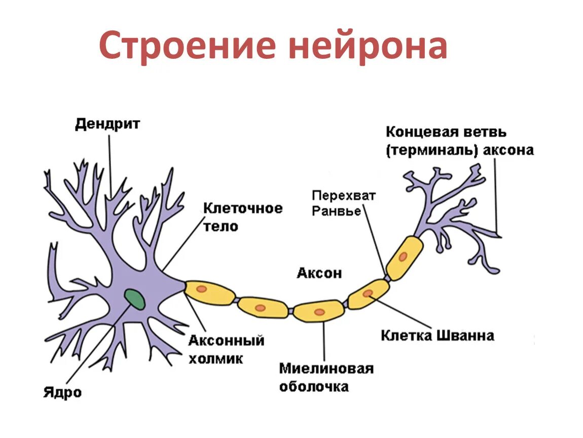 Строение нерва рисунок. Схема строения нейрона. Нервная ткань строение нейрона. Типичная структура нейрона. Схема нейрона и его строение.