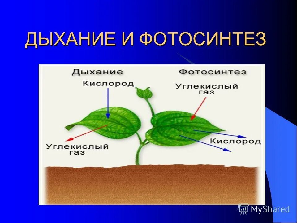 Проверочная работа по фотосинтезу. Тест воздушное питание растений-фотосинтез. Задачи по теме фотосинтез. Проверочные тесты по биологии 6 класс. Дыхание и фотосинтез растений 6 класс биология.