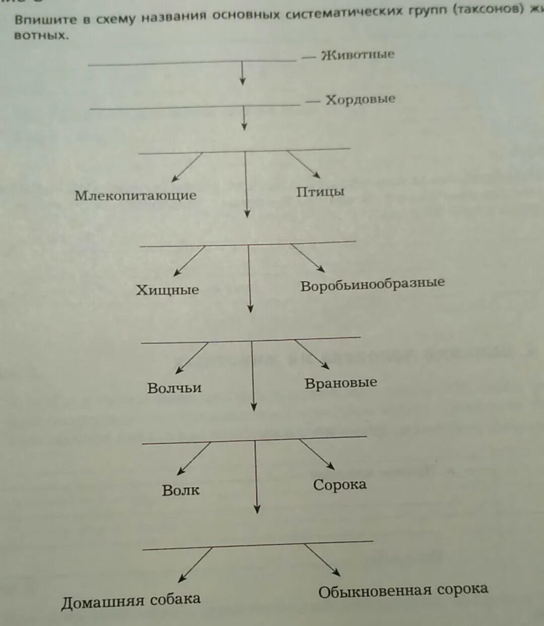 Основные таксономические группы. Схема систематических групп таксонов. Название основных систематических групп,. Названия основных систематических групп животных. Схема основных систематических групп животных.