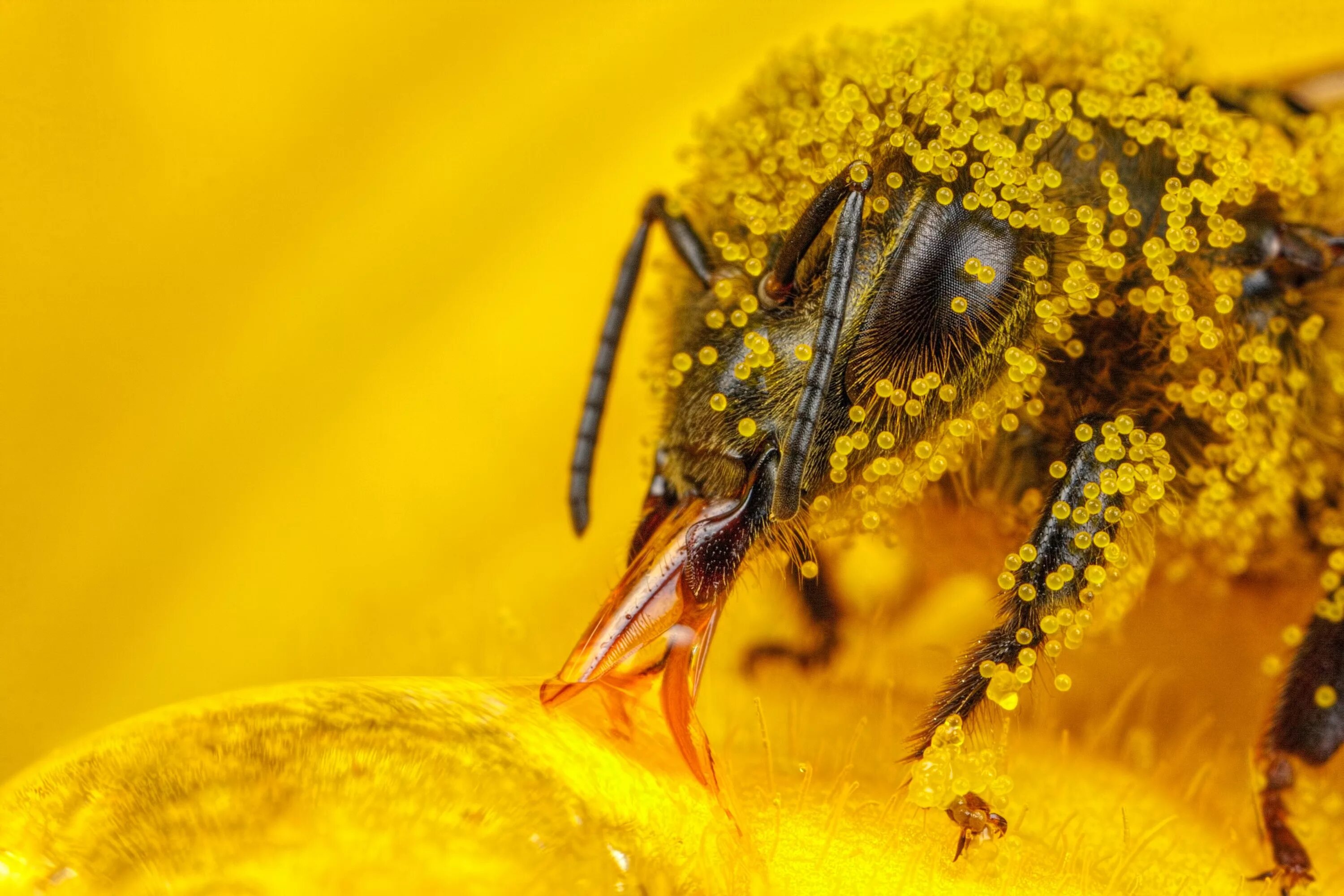 Пчелиная пыльца (Bee pollen). Пчела с пыльцой и нектаром. Пыльца опыление. Хоботок шмеля. Пчела питается пыльцой