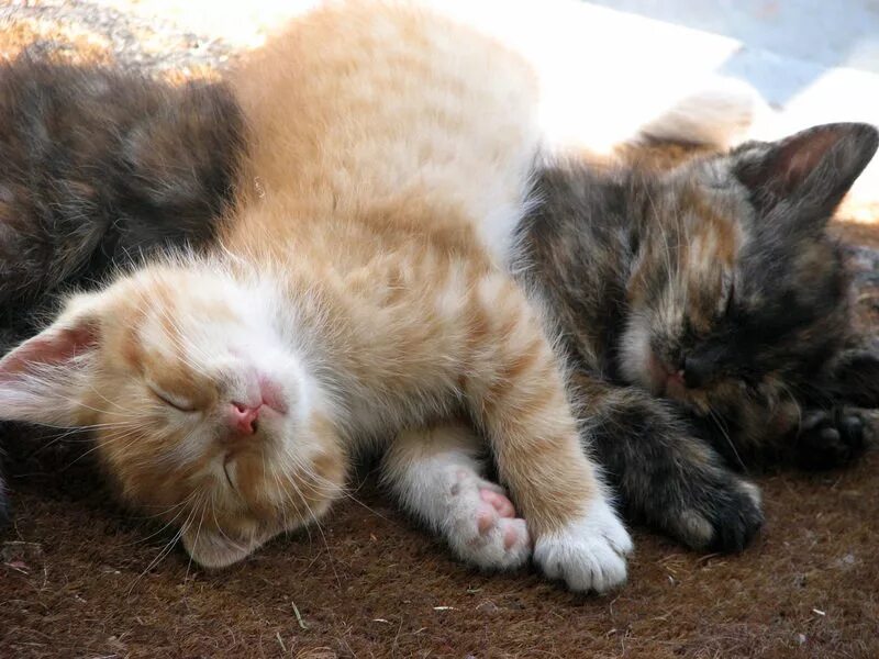 Ласка и кот. Ласкать кошку. котята спят на спине в ряд. много котят спят на спине.
