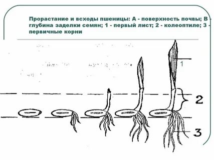 Какие корни хорошо выражены у проростков злаков
