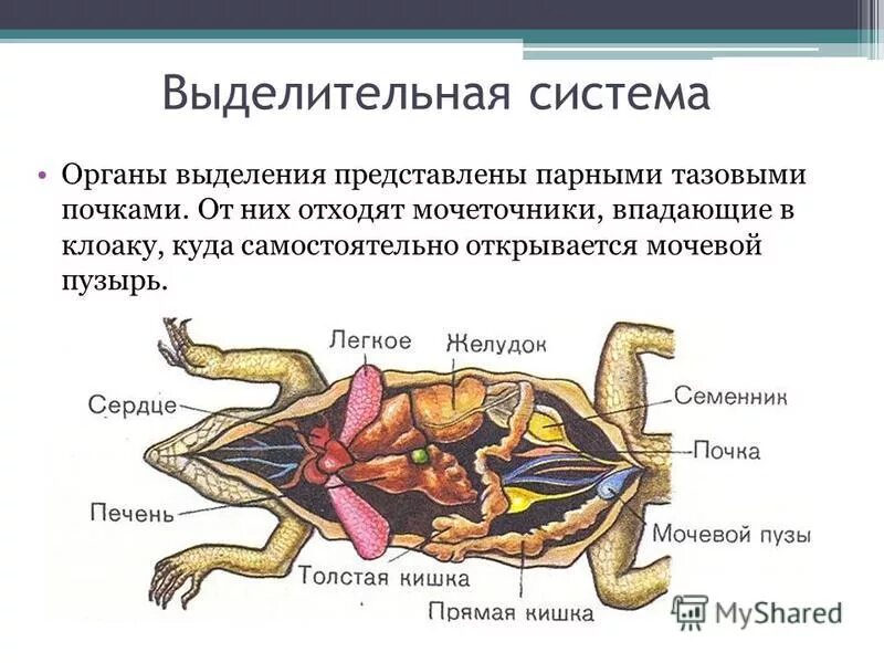 Выделение у пресмыкающихся. Строение выделительной системы пресмыкающиеся. Выделительная система рептилий рисунок. Класс рептилии выделительная система. Класс пресмыкающиеся выделительная система.