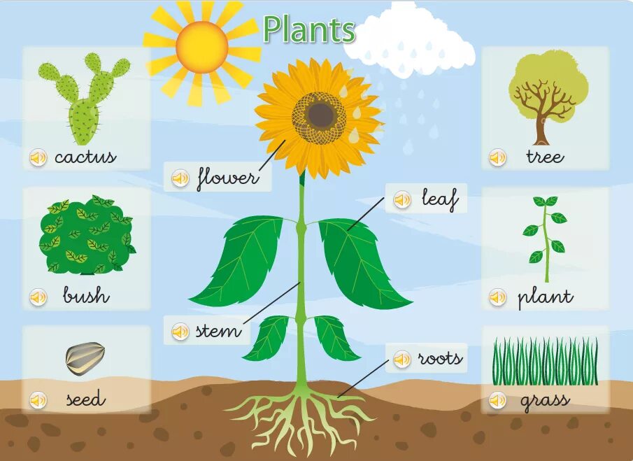 Растения. Плакат. Parts of a Plant. Parts of Plants and Trees презентация. Types of Plants for Kids.