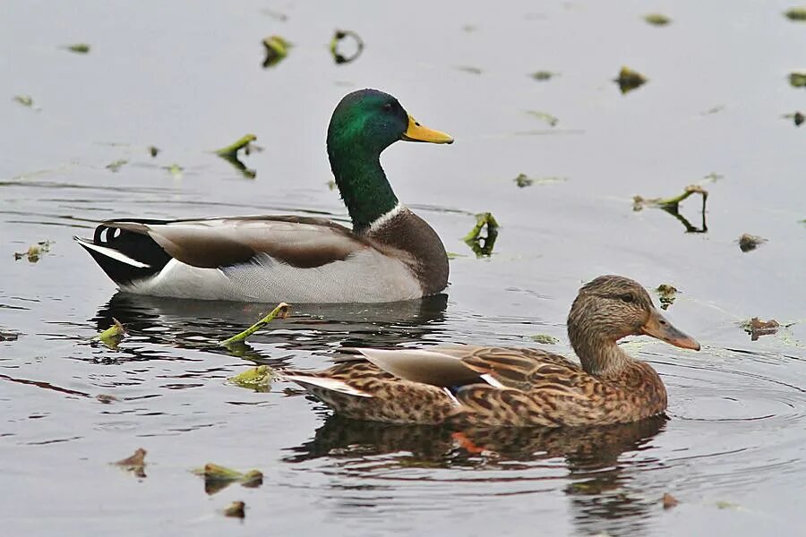 28 Дней утки. Фотография утки Файн. Mallard Rising, Ducks. Pair of Ducks.