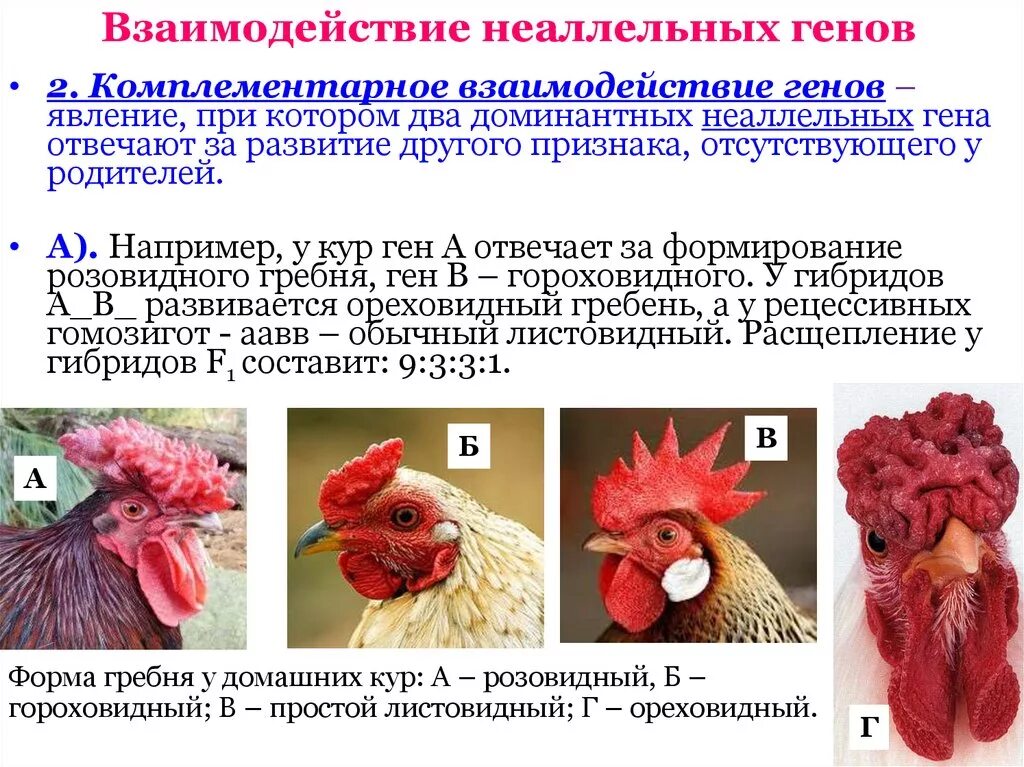 Наследование формы гребня у кур. Комплементарность генетика форма гребня у кур. Тип наследования формы гребня у кур. Наследование формы гребня у кур комплементарное взаимодействие.