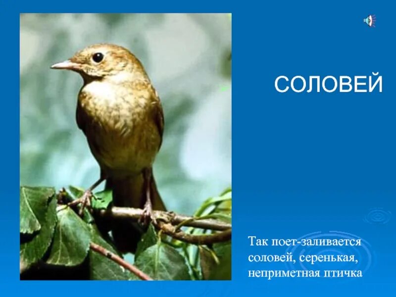 Соловей описание. Соловей птица. Соловей презентация. Соловей фото и описание. Соловьи заливаются звонко