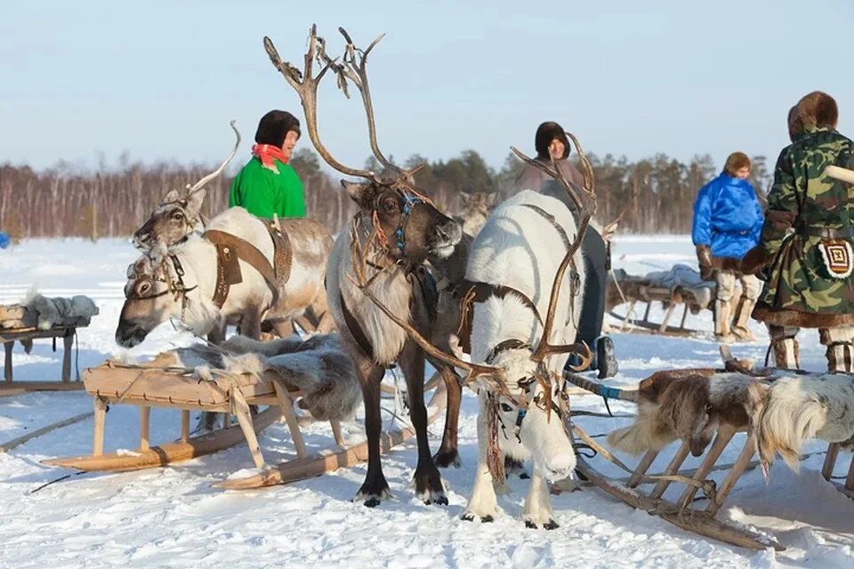 Оленеводы якутии. Оленеводство в Якутии. Якуты оленеводы стойбище. Северные олени Якутии.