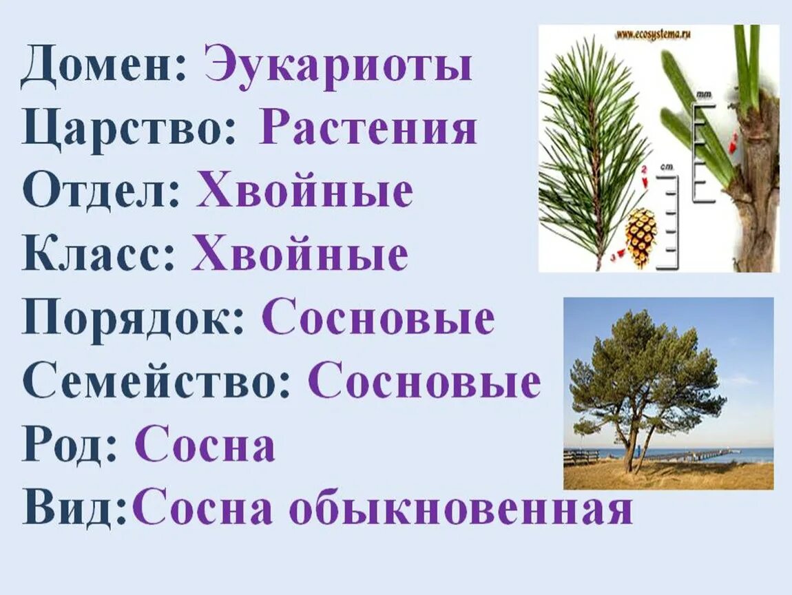 Голосеменные растения сосна обыкновенная. Сосна обыкновенная систематика растений. Систематика сосны обыкновенной. Царство растения отдел Голосеменные класс.