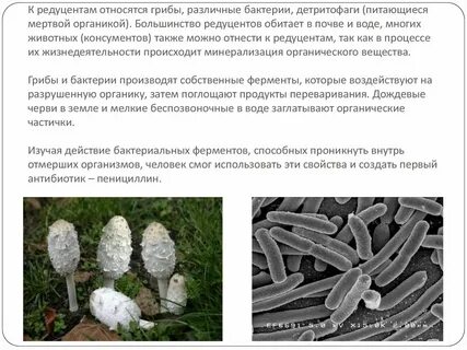 Редуценты это в экологии