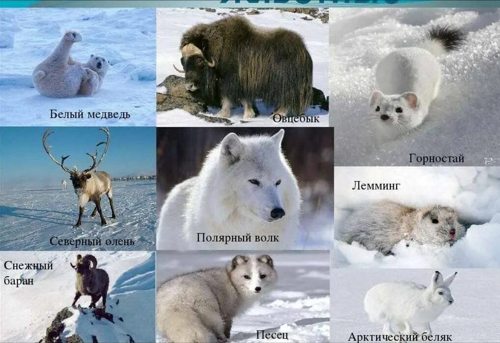 Картинки СЕВЕРНЫЕ ЖИВОТНЫЕ НАЗВАНИЯ