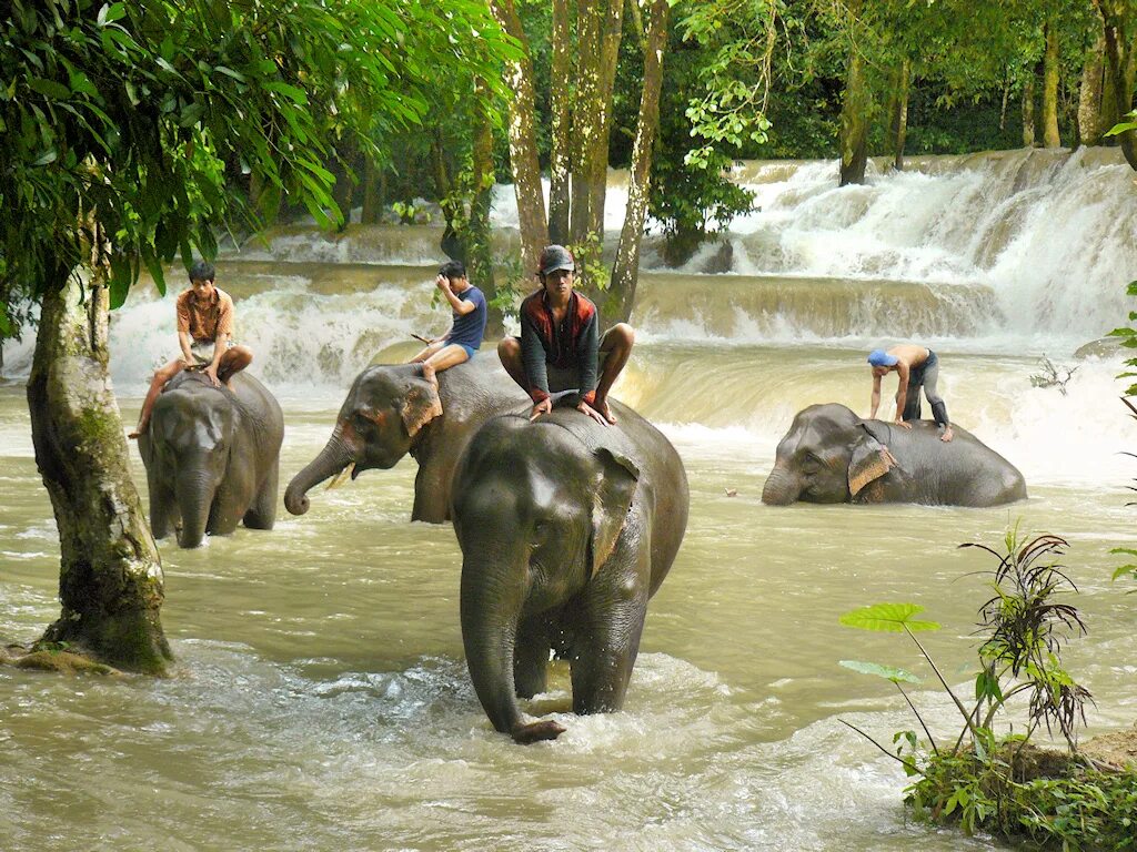 Elephant river. Лаос джунгли. Тайланд слоны. Лаос Страна миллиона слонов. Бокео Лаос.