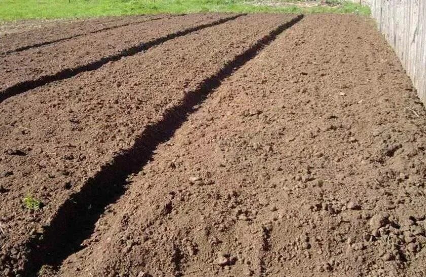 Когда сажать картофель в грунт. Подготовка земли к посадке. Подготовка почвы к посадке. Участок под картофель. Картошка на грядке.