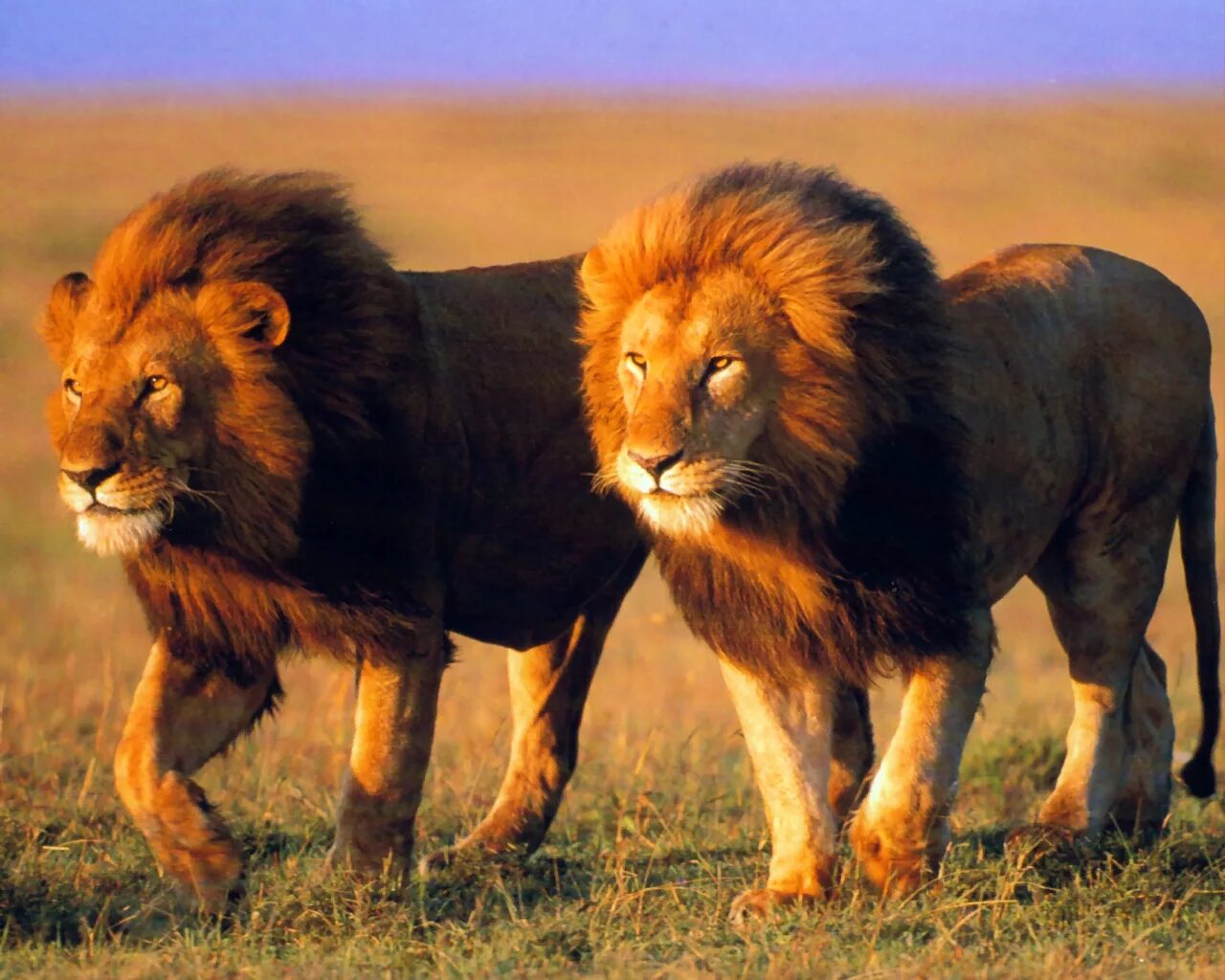 Лева 2 часа. Африканский Лев. Лев в Африке. Животные Африки Лев. Два Льва.