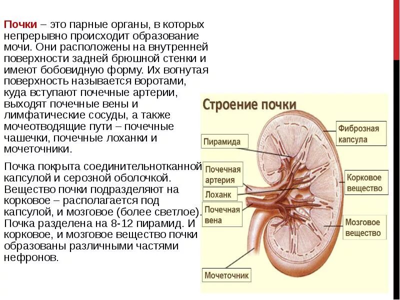 Почки научная статья. Почка человека анатомия строение и функции. Строение почек и функции почек. Почки расположение строение функции. Почки строение и функции анатомия и физиология.