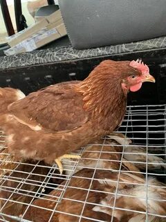 Жас итальяндық әйелдермен топтық сексті қараңыз