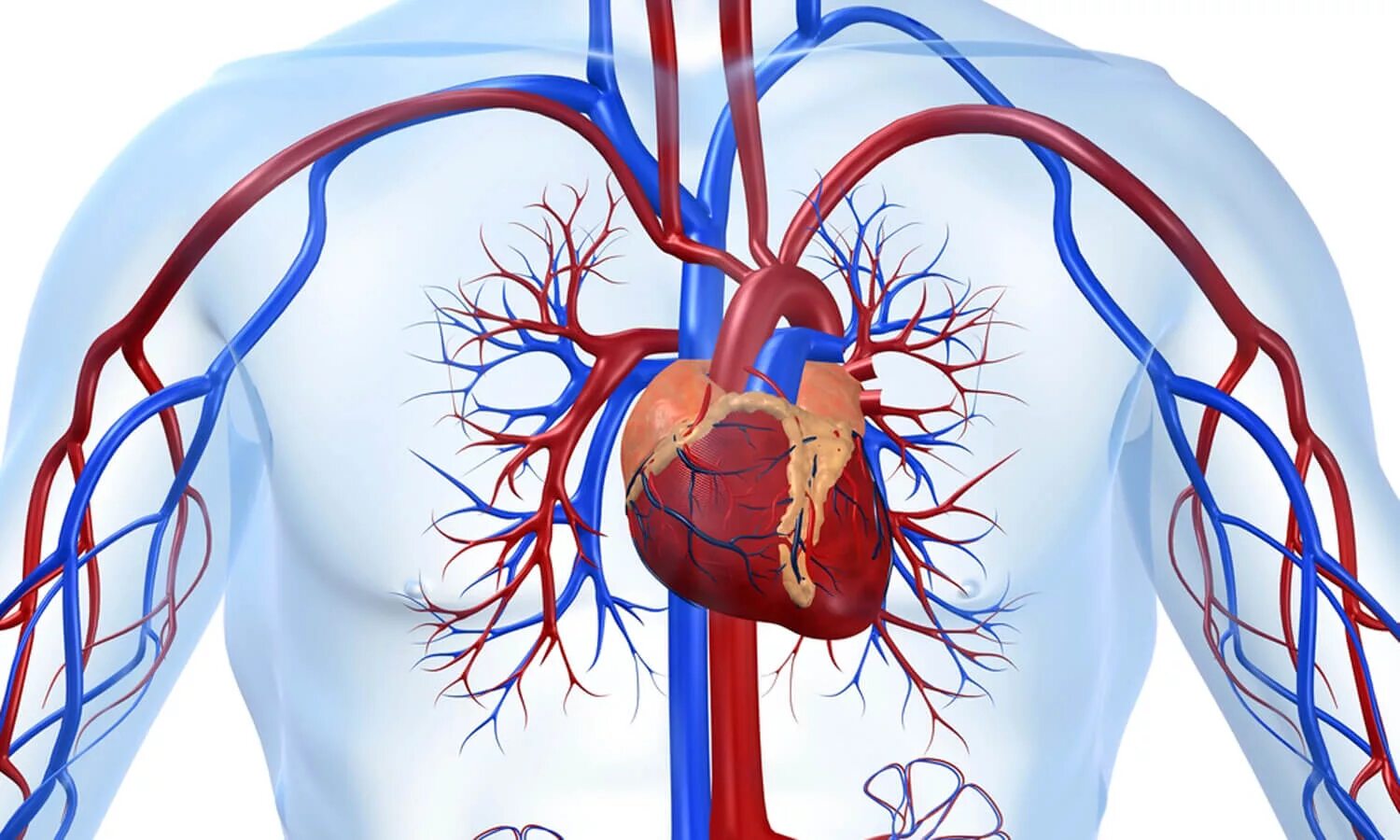Заболевания артериальных сосудов. Сердечно-сосудистая система человека анатомия. Сердечно сосудистая система анатомия. Сердечно сосудистая система кровоснабжение. Сосуды ССС человека анатомия.