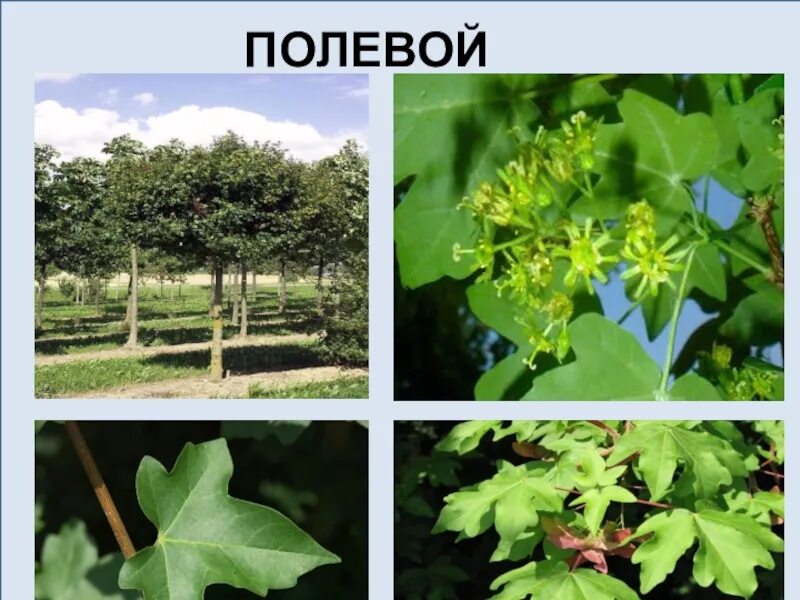 Тип лиственного леса 8 букв сканворд