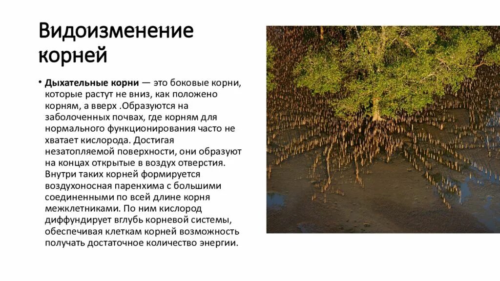 Корень и корневище. Как отличить корневище от корня. Рост корня растений. Корень растет в вниз. Корень растет в вниз.