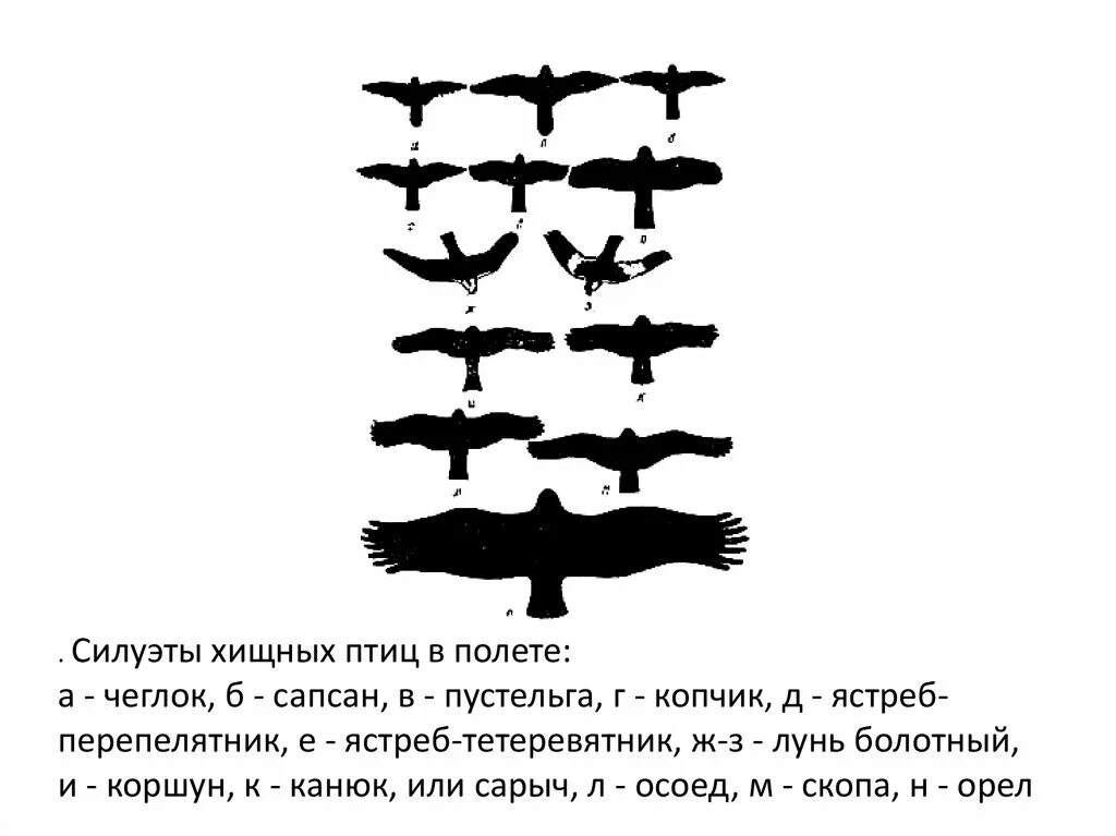 Очертания хищных птиц в полете. Определитель хищных птиц по силуэту. Силуэты хищных птиц в полете. Силуэт птицы в полете.