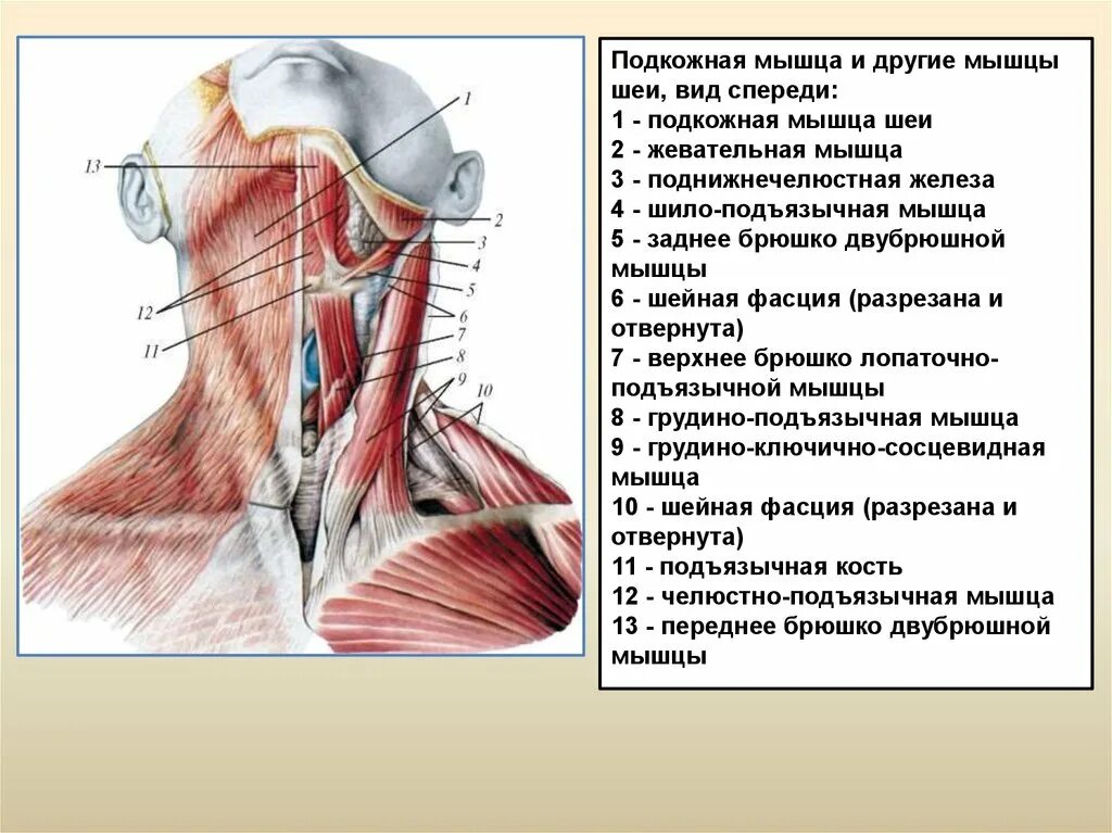 Мышцы шеи анатомия. Мышцы головы и шеи вид сбоку с обозначениями. Поверхностные мышцы шеи вид сбоку. Мышцы головы и шеи сзади и спереди. Поверхностные мышцы шеи вид сзади.