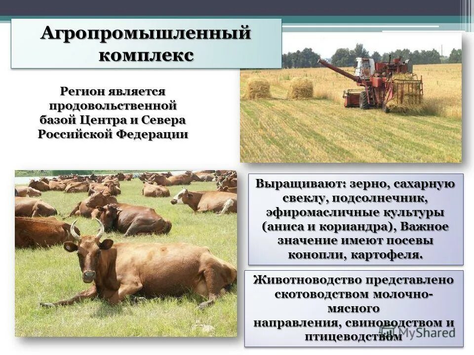 Агропромышленный комплекс является. Агропромышленный комплекс. Агропромышленный комплекс является. Агропромышленный комплекс сельскохозяйство отрасли. Что составляет основу агропромышленного комплекса.