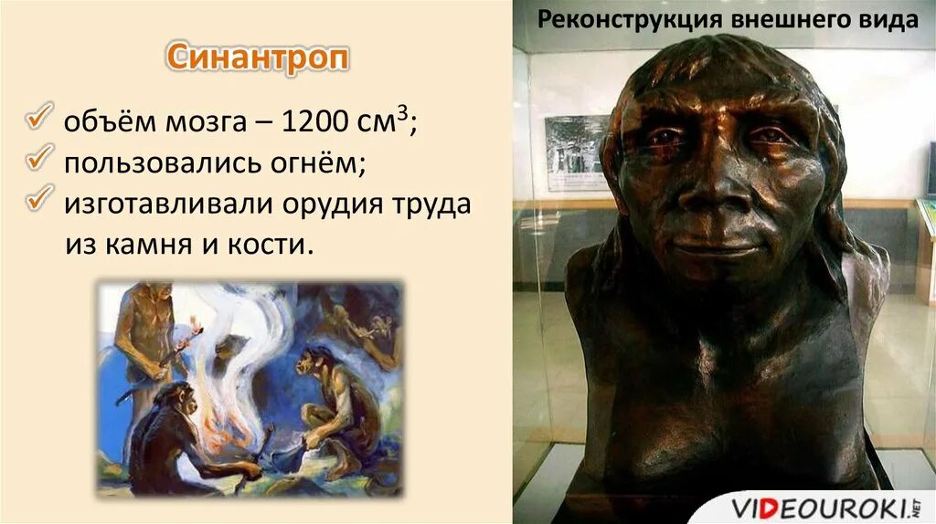 Синантроп исторический Возраст. Синантроп реконструкция.