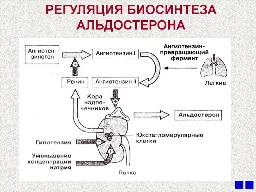 Регуляции водно солевого обмена в организме человека. Схема регуляции синтеза гормонов. Биосинтез гормонов щитовидной регуляции. Регуляция секреции альдостерона ренин. Контур регуляции водно-солевого баланса.