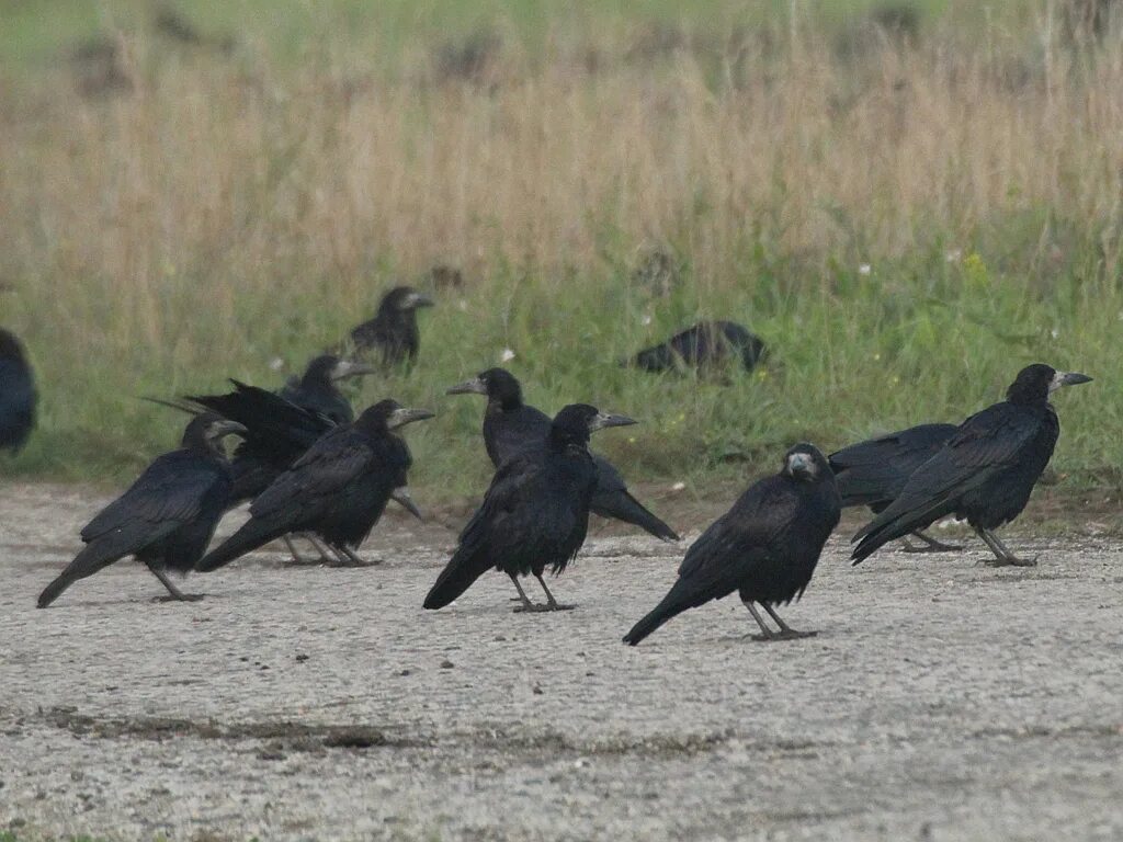 Грач и ворон. Ворон и Грач разница. Грач и ворона отличия. Грачи и вороны отличие. Как отличить ворону от грача