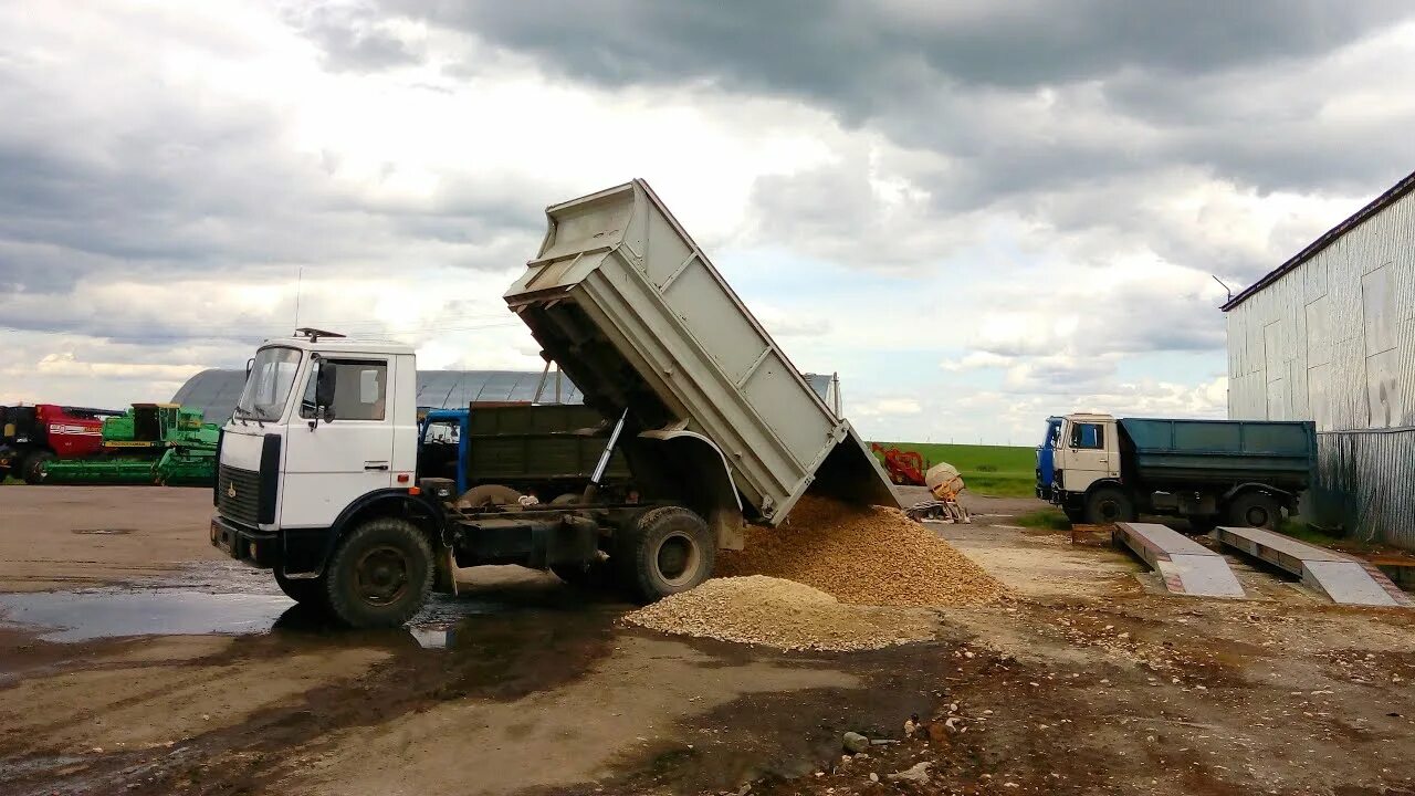 Песок можайск. МАЗ 5551. МАЗ 5551 на уборке. МАЗ 5551 на уборке зерновых. Выгрузка силосную яму МАЗ 5551 ГАЗ 53 дизель.