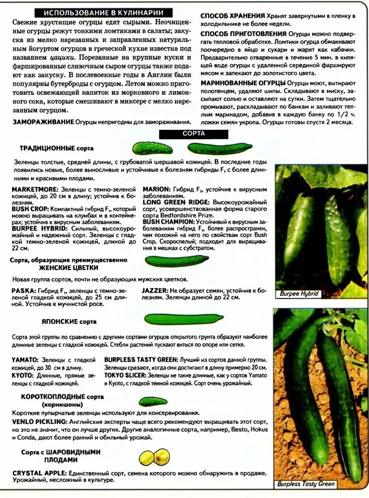 Примеры сортов огурцов. Устойчивые сорта огурцов к болезням. сорта огурцов таблица. огурцы длинные сорта названия. сорта огурцов на салат.