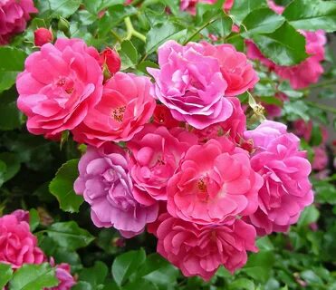 Answer rose