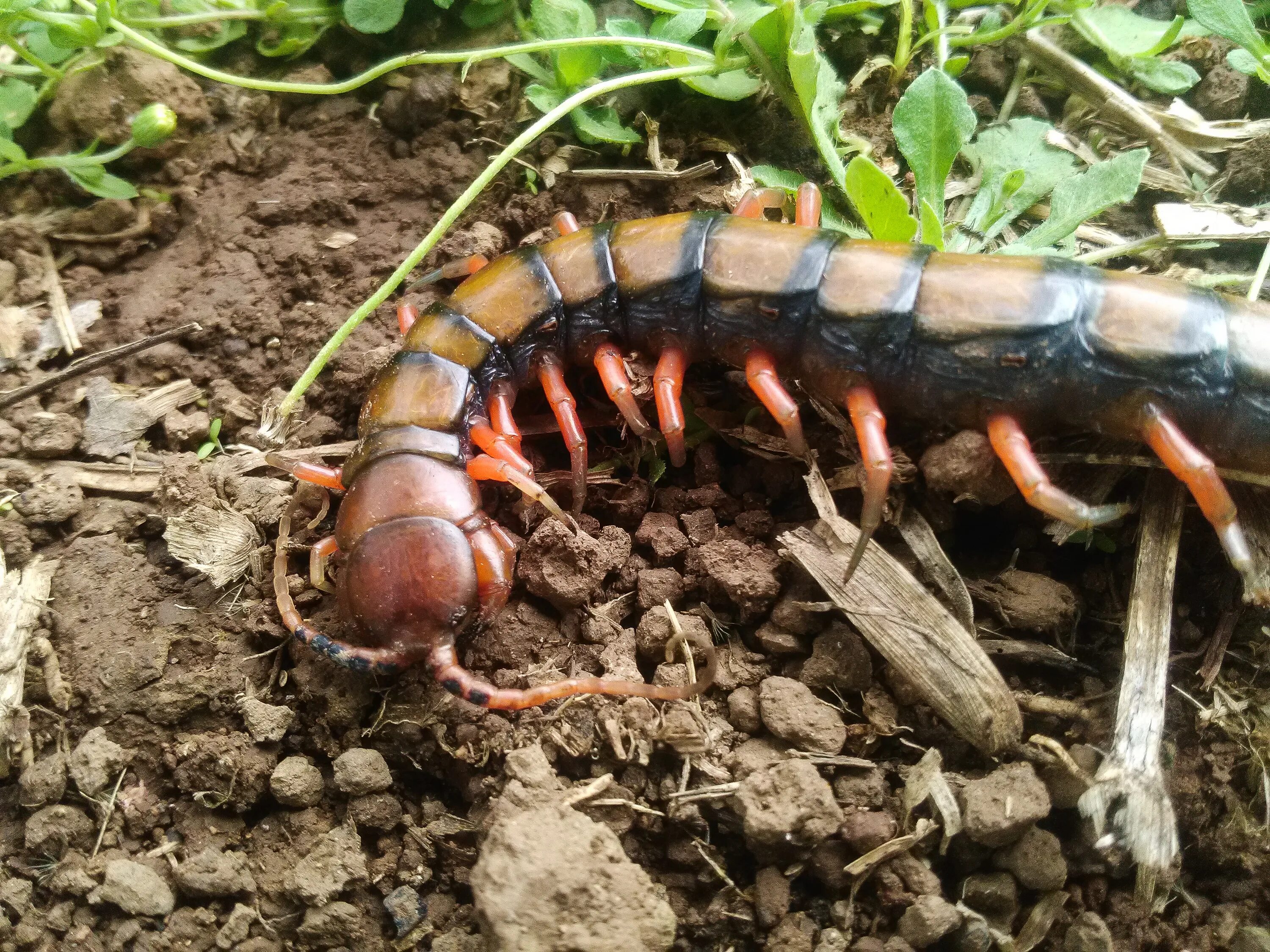 Паук сколопендра. Рыба сколопендра фото черноморская. Сколопендра. Мажор книга. Мажор встретил сколопендру.