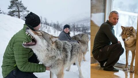 Взрослый волк весит