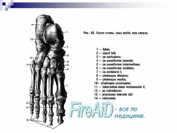 Кости первых текст. Кости предплюсны анатомия на латыни. Кости стопы анатомия человека латынь. Строение стопы анатомия латынь. Кости предплюсны стопы на латыни.
