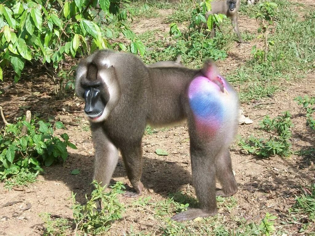 Валера бабуин. Павиан гамадрил самки. Бабуин чика серенгети. Мандрил обезьяна. Бабуин.