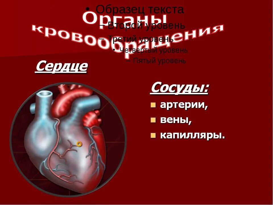 Сердце и кровообращение 8 класс. Органы кровообращения. Система органов кровообращения. Сердце орган кровообращения. Органы кровообращения презентация.