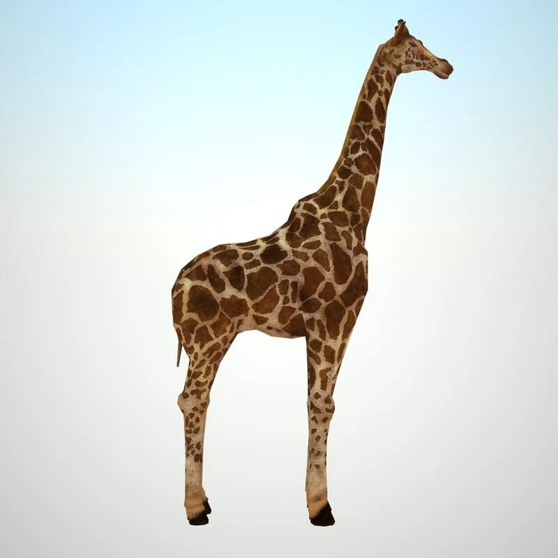 Мод на жирафа. Жираф 3d. Жираф модель. 3d модель жирафа. Жираф макет.